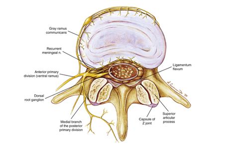 BACK PAIN – IS IT YOUR DISC? | Chintamani Yoga