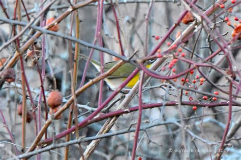 Yellow-breasted Chat - Big Year Birding