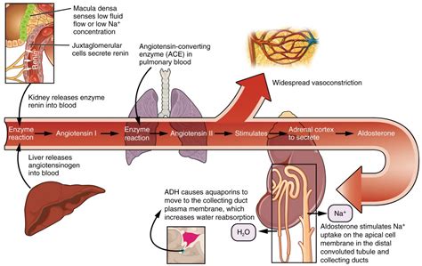 Microscopic Anatomy of the Kidney | Anatomy and Physiology II