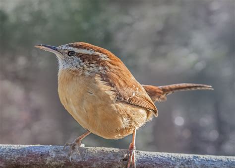 Carolina Wren - FeederWatch