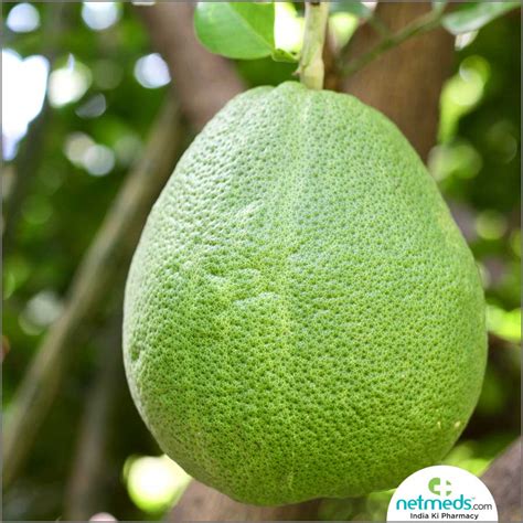 Pomelo: Health Benefits, Nutrition, Uses For Skin And Hair, Recipes ...