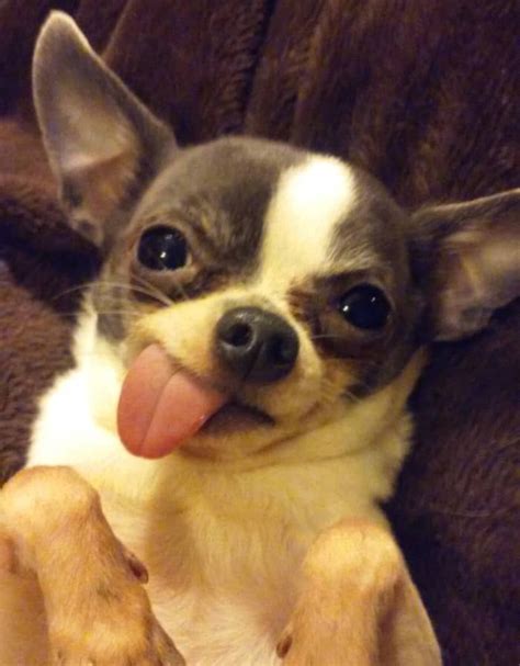 Chihuahua With Tongue Out Twitter - Pets Lovers