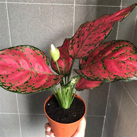 Aglaonema Red Plant (indoor and outdoor), Furniture & Home Living, Home Decor, Artificial Plants ...