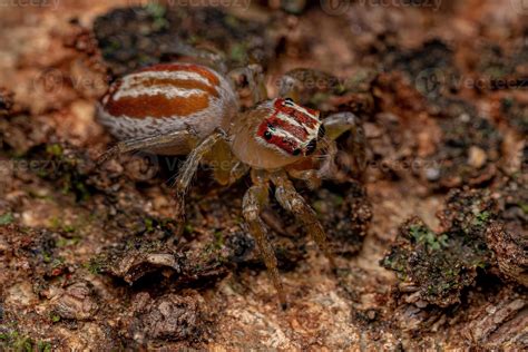 Adult Female Jumping Spider 6105766 Stock Photo at Vecteezy