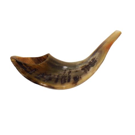 Large Ram's Horn Shofar - Made In Israel