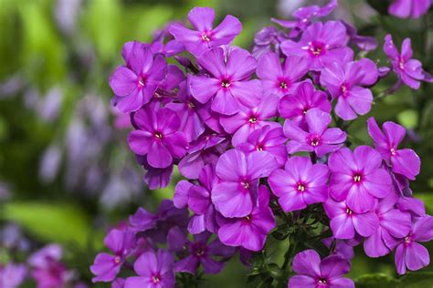 10 Great Tips for Growing Phlox Plants - Garden Lovers Club