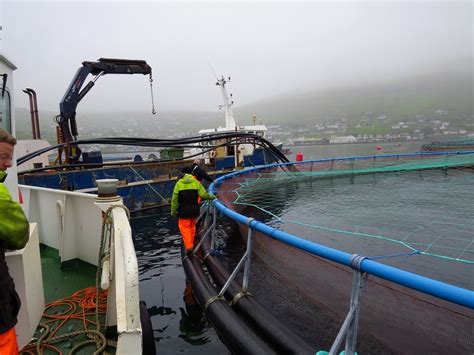 Farming Salmon in Hiddenfjord, Faroe Islands | Southern Fried Science