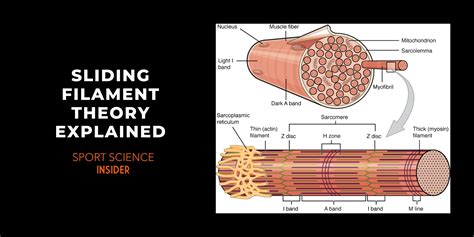 Sliding Filament Theory & Steps Explained – Sport Science Insider