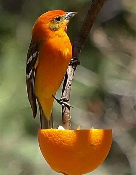 90 best BIRDS OF AZ images on Pinterest | Beautiful birds, Exotic birds ...