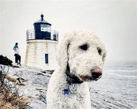 Dog-Friendly in Newport RI | Discover Newport, Rhode Island