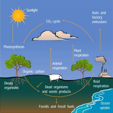 The diagram below illustrates the carbon cycle in nature. | testbig.com