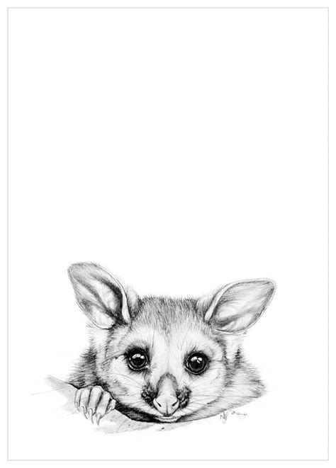 Possum Pencil Drawing