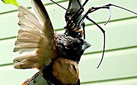 Golden Orb Weaver Eating Bird | rare picture of the spider gorging on the bird. | Birds