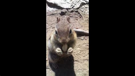 Squirrel/chipmunk Hybrid - YouTube