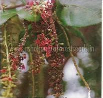 Barringtonia Acutangula Seeds by Ashok Agro Forestry Seeds & Nursery from Chikkaballapur ...