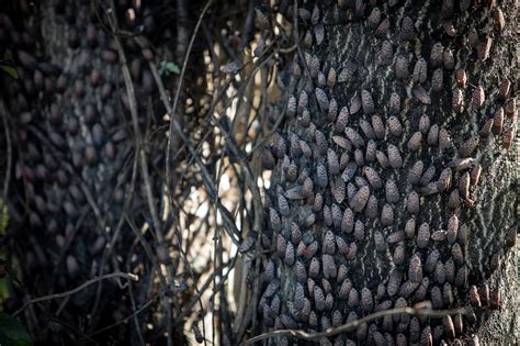 Spotted lanternflies have infested the region and researchers are hard at work trying to control ...