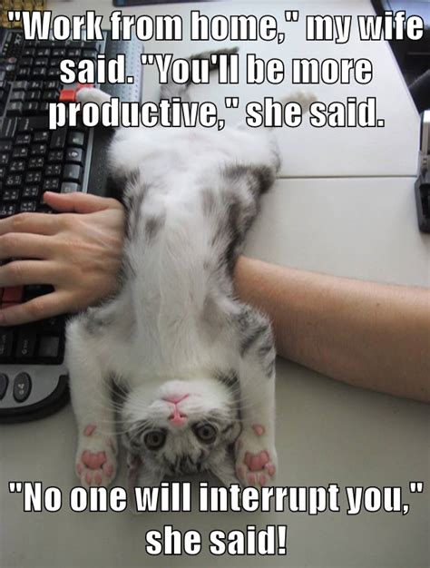 Funny Cat Work Memes - Cat Mania