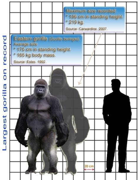 How Tall Is A Mountain Gorilla