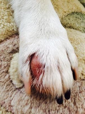 Lump On Dog's Foot Online | emergencydentistry.com