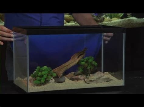 How Big is a 10 Gallon Aquarium? - Fishn Addiction