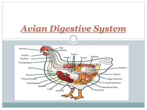 Avian digestive system