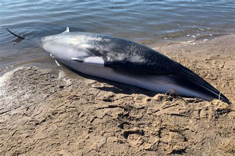 Minke Whale Dies in East Hampton's Northwest Creek | The East Hampton Star