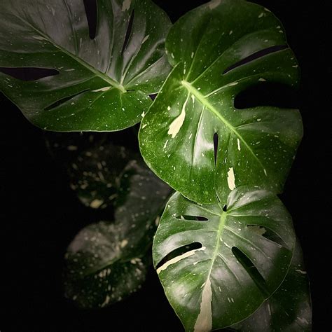 Monstera Deliciosa Thai Constellation | 6" Pot - Plant Hawaii