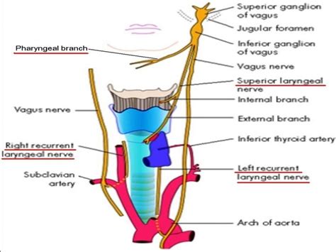 Vocal cord palsy evaluation of hoarseness Dr Vishal