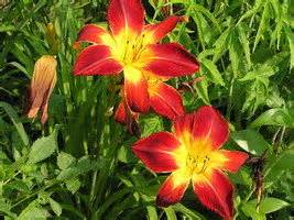 Hybridizing Daylilies- Child's Play - Dave's Garden