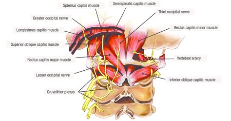 Suboccipital Triangle: Overview, Boundries & Contents » How To Relief