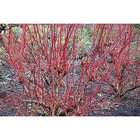 (1 Gallon) Coral Red Dogwood Trees - Walmart.com