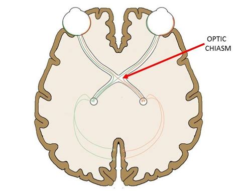 Optic chiasm - definition — Neuroscientifically Challenged