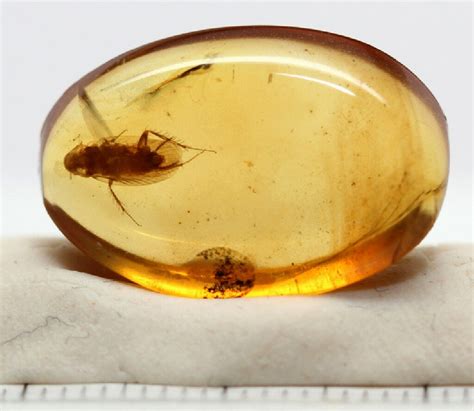 Burmite Cretaceous Amber with Cockroach