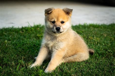 Pomsky Colors: 6 Shades Of Fluff