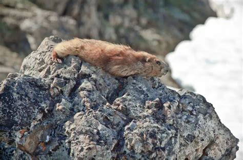 Olympic Marmot - Facts, Diet, Habitat & Pictures on Animalia.bio