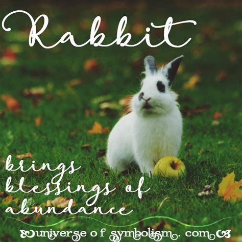 Rabbit Symbolism & Rabbit Meaning | Rabbit Spirit & Totem Animal