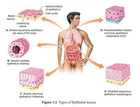 Epithelial Tissue - Zoology