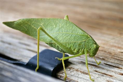 katydid control for yard and garden | BUGSPRAY TREATMENT