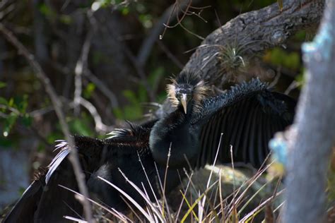 Florida Wildlife Corridor Archive Dive Photo Contest