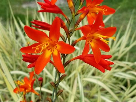 Crocosmia 'Lucifer' Seeds (Certified Organic) | Garden Hoard ...