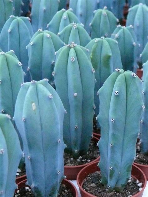 Blue Myrtle cactus 10 seeds Myrtillocactus geometrizans | Etsy