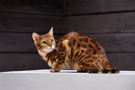 Orange Bengal Cats