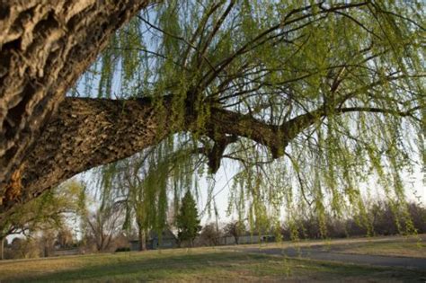 Question: Weeping Willow Tree Losing Leaves - Will It Die? | Purdue Extension Forestry & Natural ...