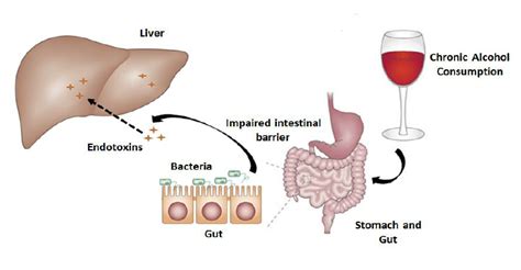 Gut-Liver axis. Hepatic portal system connect gut and liver ...