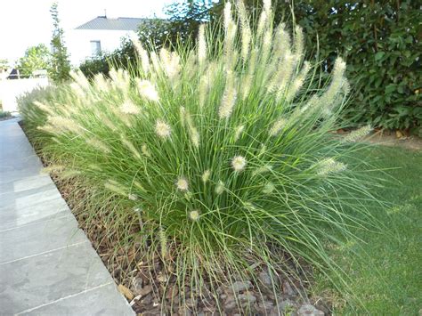 Siergras - Pennisetum alopecuroides | Ornamental grasses, Drought ...