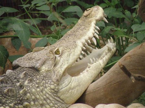 Saltwater Crocodile Demonstrating His Teeth | charliejb | Flickr