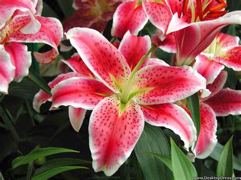 Desktop Wallpapers » Flowers Backgrounds » Tiger Lilies » www.desktopdress.com