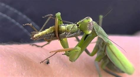 INSANE VIDEO: Of a praying mantis eating a grasshopper - YouTube