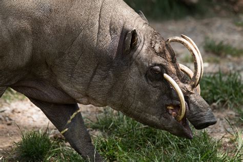 Babirusa Facts - CRITTERFACTS