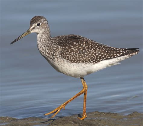 Greater Yellowlegs (Tringa melanoleuca) | Bird life list, Shorebirds, Bird carving